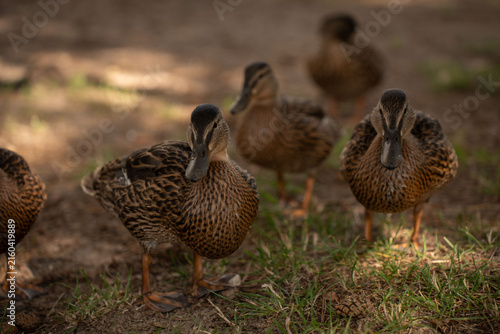 Canvastavla close-up portrait of a small flock of brown female mallard ducks walking on shad