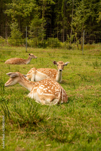 Fotografie a sunlit herd of spotted fallow deer rests and moves across a green meadow benea