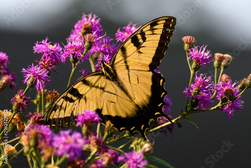 Eastern Tiger Swallowtail butterfly on ironweed flowers. The Swallowtail soars high in trees and flutter in pursuit of nectar in gardens, fields and riverbanks.