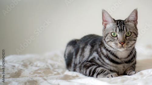 American Short Hair cat laying on white bed