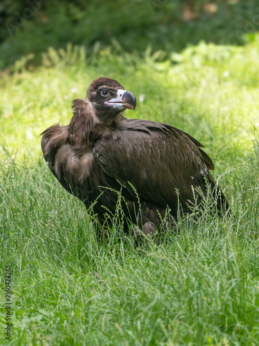 Fotografie Cinereous vulture standing in lush green meadow grass with cinereous wildlife pr