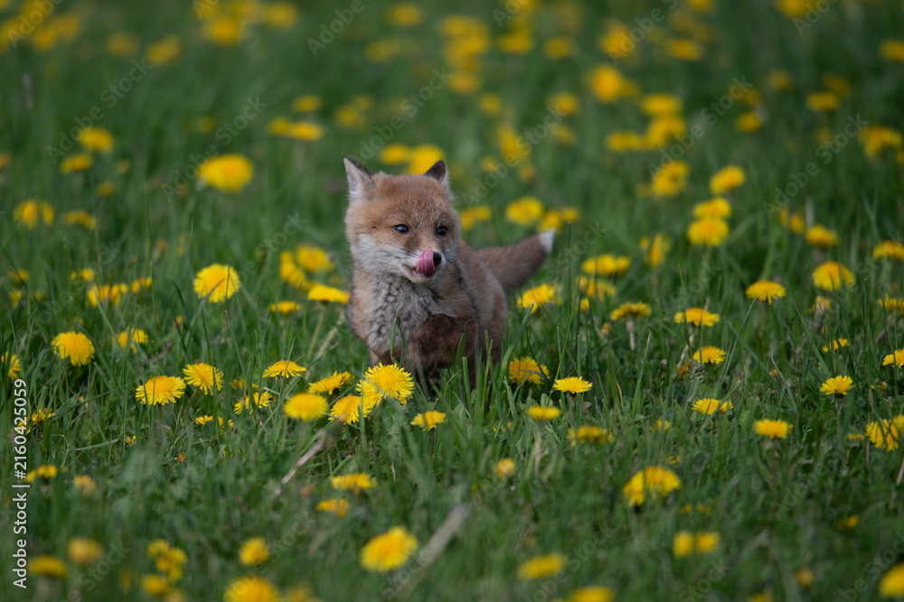 Naklejka premium Young red fox kit sitting in a field of wild yellow dandelions and lush green grass with wildlife