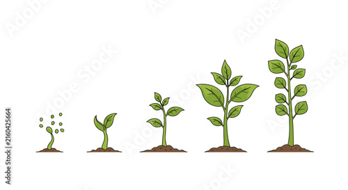 Plant growth stages from a tiny seedling in the soil to a tall leafy plant, illustrating the cycle of nature and life.
