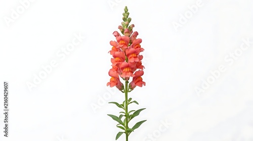 Orange snapdragon flower spike blooming on stem isolated on white background with snapdragon isolated background botanical decorative detailed