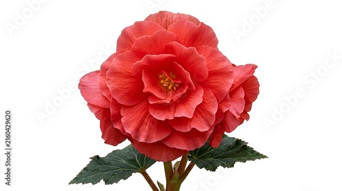 Coral pink begonia flower head blooming on stem isolated on white background with isolated background botanical decorative ornamental detailed