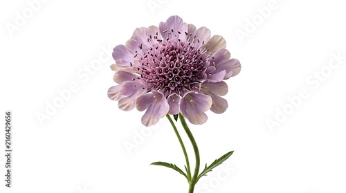 Single light purple scabiosa pincushion flower bloom with stem isolated on clean white background scabiosa pincushion lavender isolated