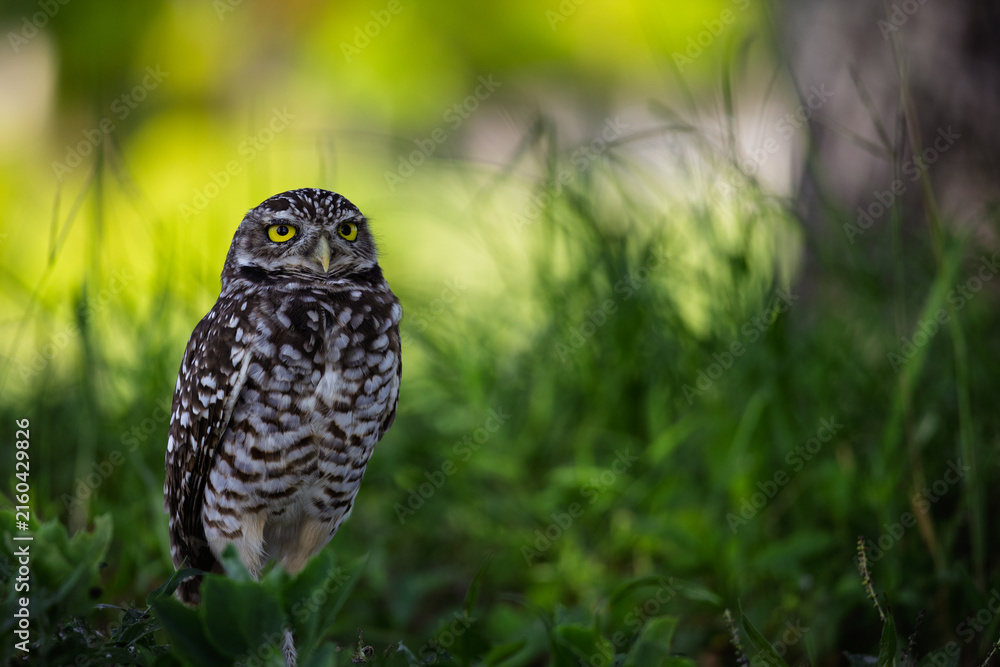 Fototapeta premium burrowing owl exploring South Florida brush