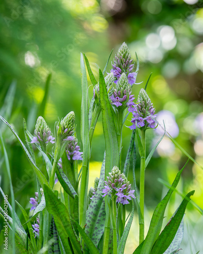 Dactylorhiza baltica, Baltic orchid, flowering in a lush green natural habitat, with delicate purple flowers and distinctive spotted leaves surrounded by soft summer foliage. 