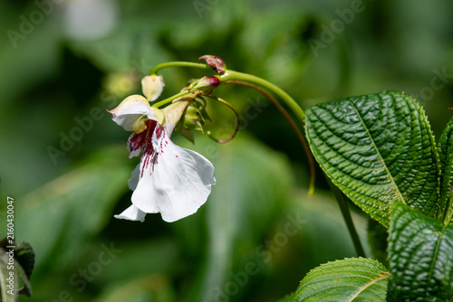 Close up of a dyers busy lizzie (impatiens tinctoria) flower
