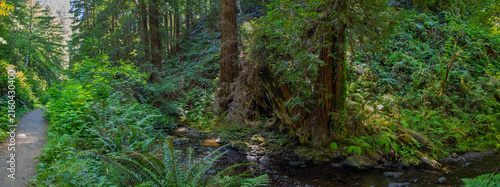 Panorama of a Redwood Forest Trail Next to a Tranquil Creek