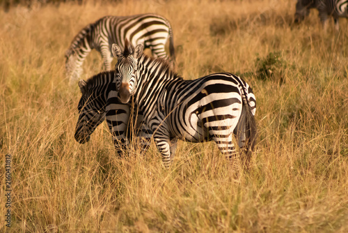 Photography Zebra in the grass, savannah, Kenya, Africa