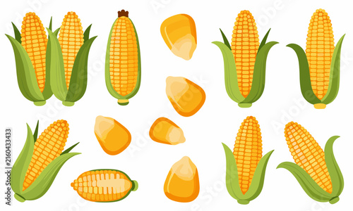 Beautiful collection of sweet corn on the cob, raw yellow corn kernels, and corn husks isolated on a white background.