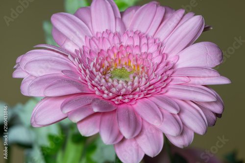Close up of a pink gerbera daisy