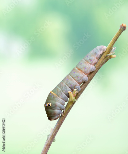 Obraz na płótnie Macro of a western tiger swallowtail (papilio rutulus) caterpillar, darkening prior to purging