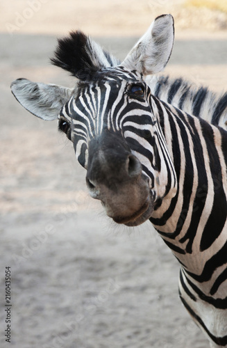 Photography Close-up of a plains zebra head with distinctive black-and-white facial stripes