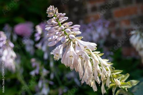 Close up of hosta flowers in bloom