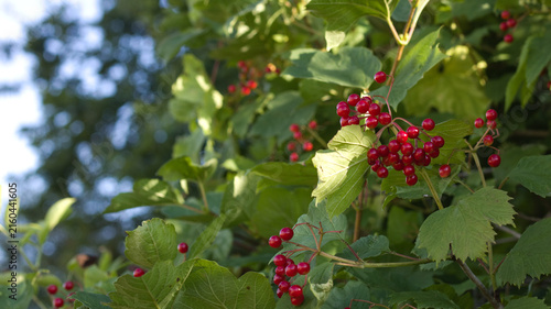 Europen cranberry, Viburnum opulus, red fruits, green leaves.