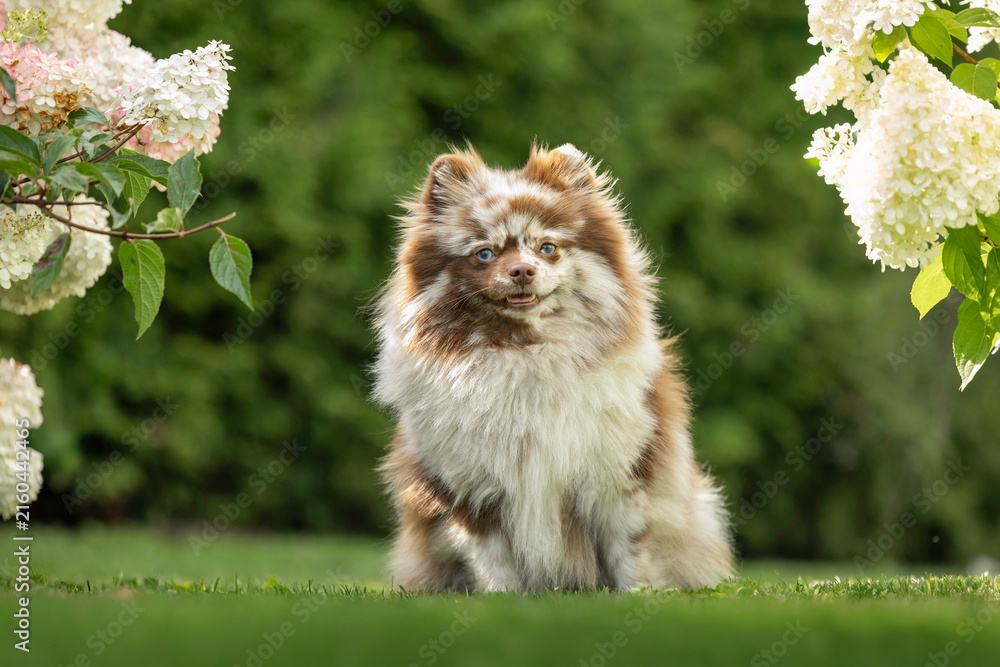 Fototapeta premium cute merle spitz dog with blue eyes sitting outdoors in summer