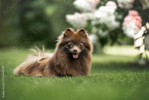 happy brown pomeranian spitz dog lying outdoors in summer