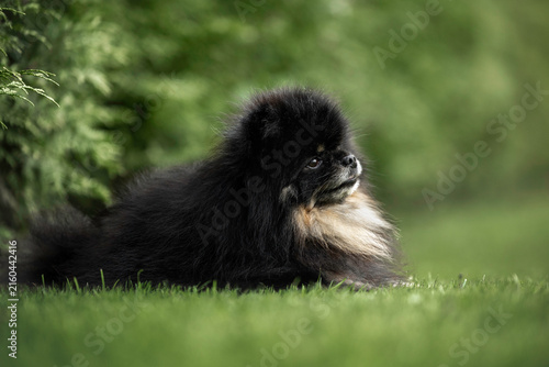 cute black and tan pomeranian spitz lying on grass in summer