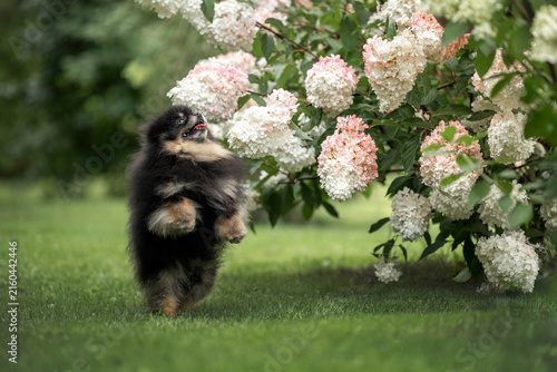 happy pomeranian spitz dog posing next to a hydrangea bush