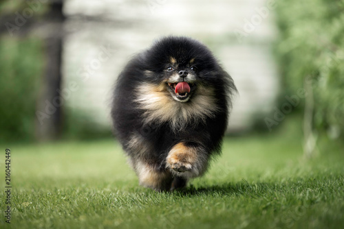 happy pomeranian spitz dog running on grass