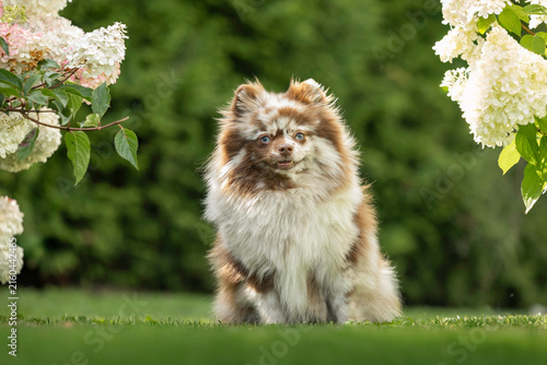 cute merle spitz dog with blue eyes sitting outdoors in summer
