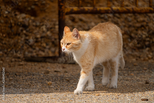 Ginger and White Cat Walking Near Rusty Gate in Sunlight