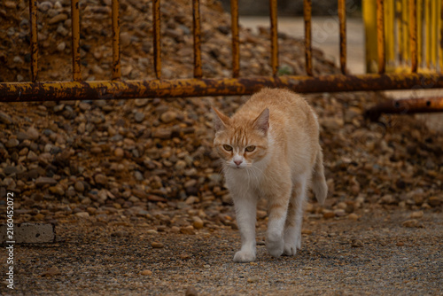 Ginger and White Cat Walking Near Rusty Metal Gate