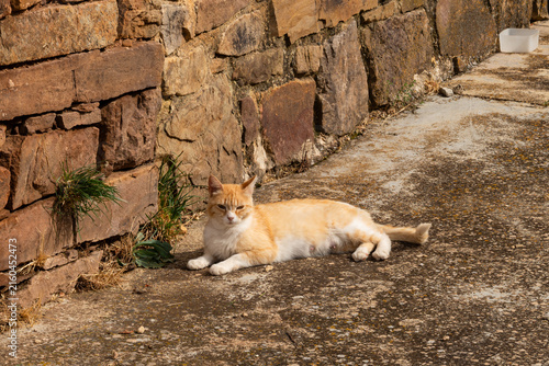 Ginger and White Cat Resting on Ground Beside Stone Wall