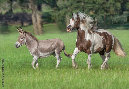 Konstfotografi adult Sicilian donkey runs with juvenile Gypsy Vanner Horse filly i  grass field