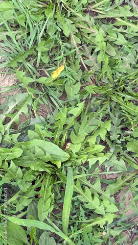 The Lawn Maverick: When Your Grass Tries to Hide a Fierce Dandelion Rebel.