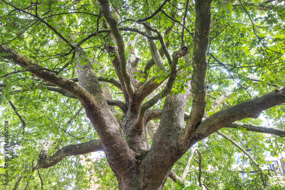 Fototapeta premium Ghent town in Belgium, Europe. Low Angle View of a Majestic Tree with Lush Green Foliage, Capturing the Intricate Network of Branches Against a Bright Sky
