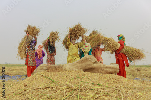 View of women in traditional clothing carrying bundles of harvested rice on their heads during the rice threshing season in a field in Lahore, Punjab, Pakistan.