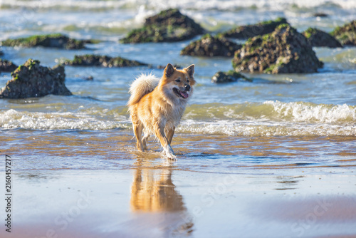 Happy Domestic Animal Enjoy Momentous Beach Walk on Sunny Day with Reflection in Water, Pet Happiness and Carefree Outdoor Adventure Scene