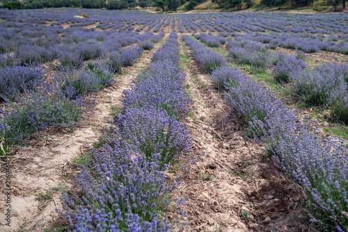 Blooming Lavender Field in Summer with Purple Flower Rows.