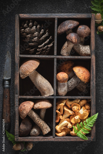Fresh and wild mushrooms picked from deciduous forest.