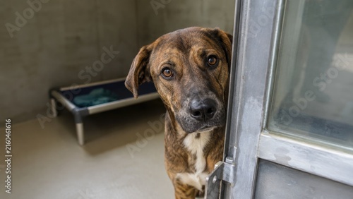 Brindle mixed-breed dog peeking from a shelter kennel door, looking up with expressive eyes beside a raised bed on a concrete floor