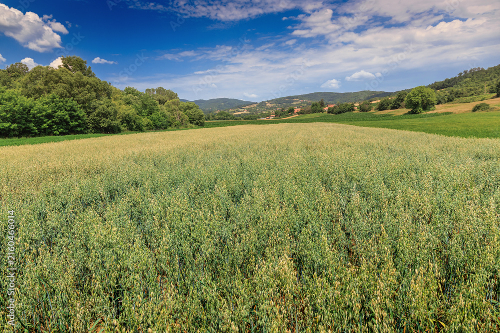 Fototapeta premium Bright summer light warms a vast oat field ripening toward harvest against rolling green hills and a vivid blue sky.