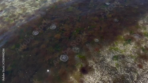 Transparent moon jellyfish drift above brown seaweed in shallow coastal seawater with gentle waves, sandy seabed and shimmering sunlight creating peaceful natural marine background. 4k footage