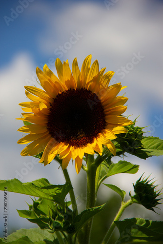 Fully bloomed sunflower