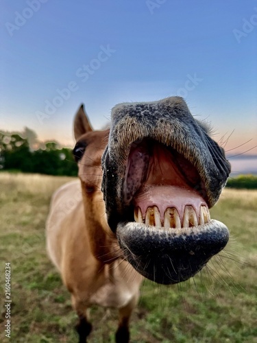 Funny horse showing teeth at the camera — extreme muzzle close‑up on pasture at sunrise/sunset (4K)