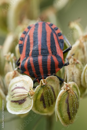 Fotografie Vibrant Red and Black Striped Shield Bug, Graphosoma italicum on Green Seed Pods