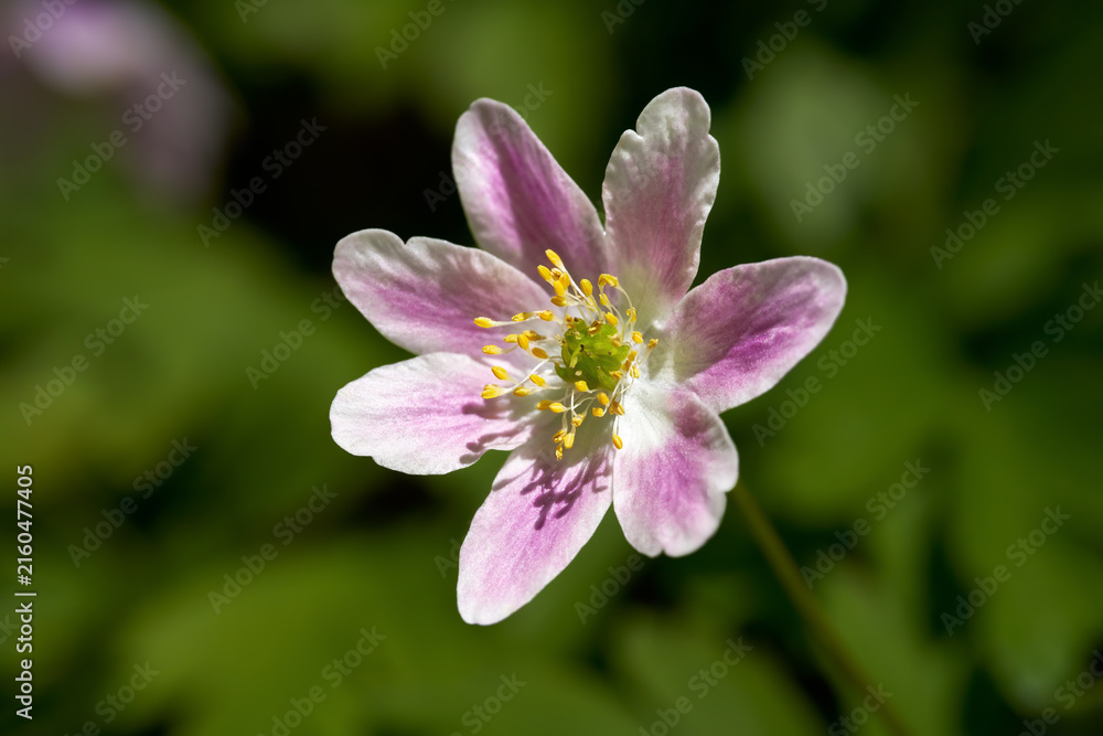 Obraz premium Rosa Buschwindröschen (Anemone nemorosa) einzelne Blüte in Nahaufnahme - Sulz am Neckar, Baden-Württemberg, Deutschland