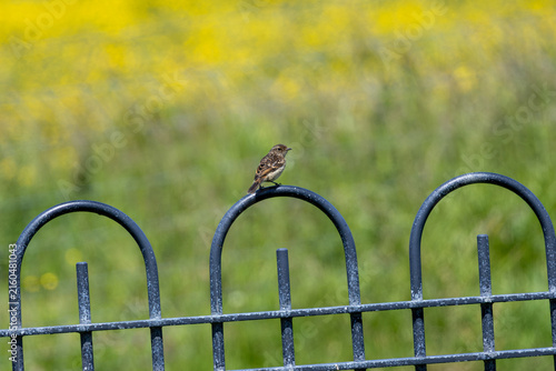 Canvas Print Juvenile European stonechat on a railing
