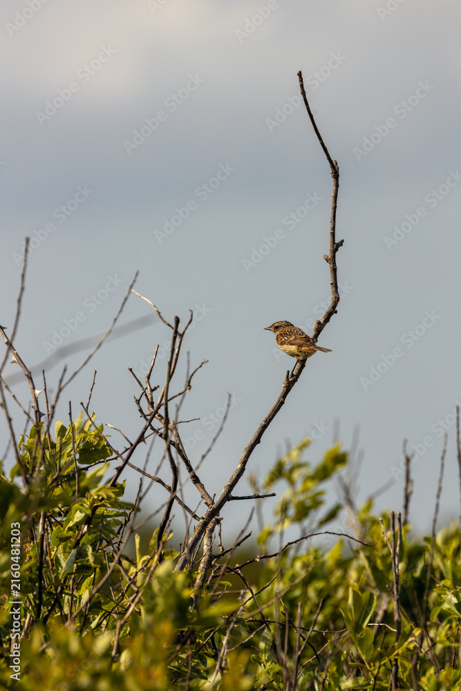 Fototapeta premium Juvenile European stonechat on a tall twig
