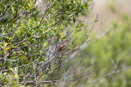 Photography Juvenile European stonechat in a bush