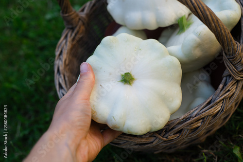 White pattypan squash harvest in a home garden. Basket filled with white pattypan squash held by hand outdoors. Organic gardening and fresh seasonal produce.