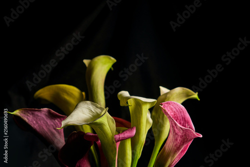 Colorful calla lilies in pink, yellow, green and white arranged against a dark background, creating a vibrant botanical composition with varied sculptural petals