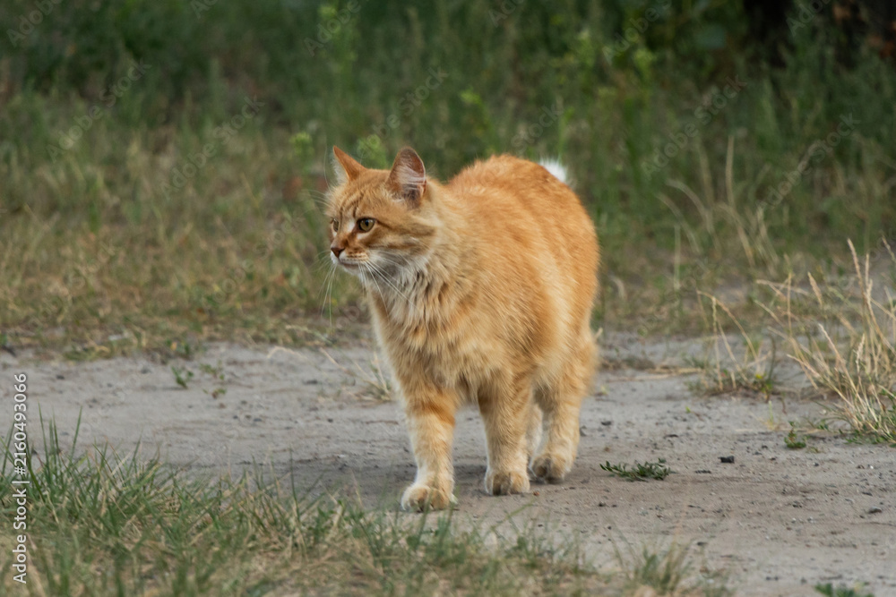 Obraz premium Ginger cat walking on a dirt path surrounded by green grass and dry vegetation